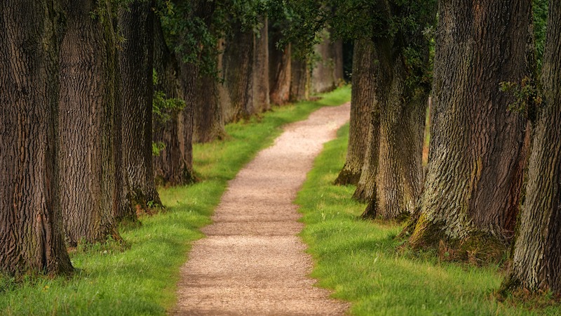 Tree lined path